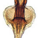 Image of Artucephalus fasciatus De Long 1943