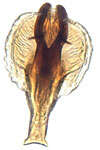 Image of Artucephalus