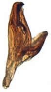 Image of Artucephalus