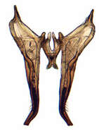 Image of Artucephalus