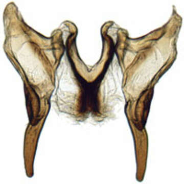 Athysanus resmi