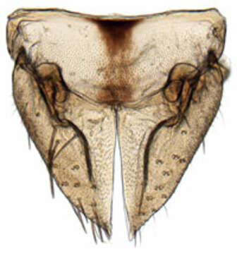 Image of Athysanus