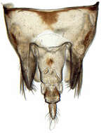 Image of Athysanus