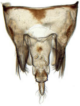 Athysanus resmi