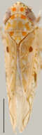 Image of Caphodus panamensis Linnavuori & De Long 1977