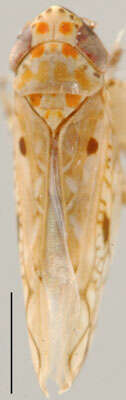 Image of Caphodus panamensis Linnavuori & De Long 1977