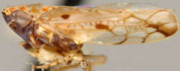 Image of Caphodus panamensis Linnavuori & De Long 1977