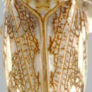 Image of Cerus goudanus Theron 1984