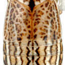 Image of Clorindaia cyphora Blocker & Fang 1992