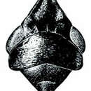 Image of Cochlorhinus pluto Uhler 1876