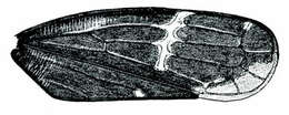 Image of Cochlorhinus