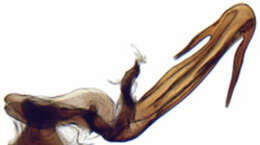 Image of Cochlorhinus