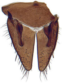 Image of Cochlorhinus