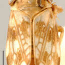 Image of Colistra parvulus Linnavuori 1961