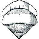 Image of Colladonus collaris Ball 1902
