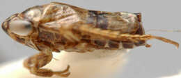 Image of Conoscelis