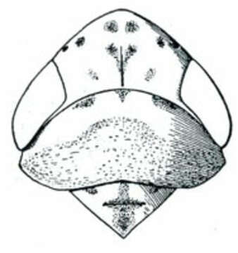 Image of Deltocephalus