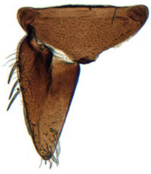 Image of Deltocephalus