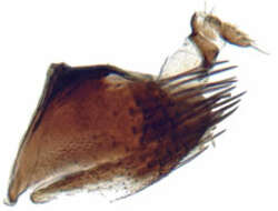 Image of Deltocephalus