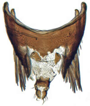 Image of Deltocephalus