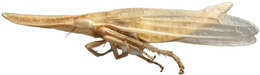 Dorycephalus resmi