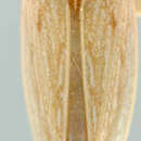 Image of Dorydiella floridana Baker 1897