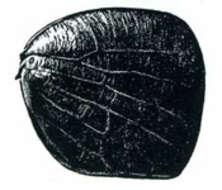 Image of Driotura