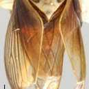 Image of Eusceloidia nitida Osborn 1923