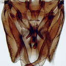 Image of Excavanus angustus De Long 1946
