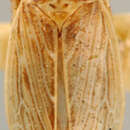 Image of Extrusanus extrusus Van Duzee 1893