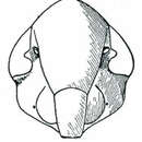 Image of <i>Stirellus labiatus</i>