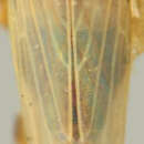 Image of Black-faced Leafhopper