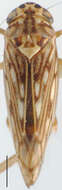 Image of Gunghuyana
