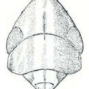 Image of Hecullus bracteatus Ball 1901