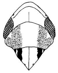 Image of Menosoma flavolineata Linnavuori & De Long 1978