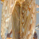 Image of Huachia rugicollis Linnavuori 1959