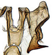 Image of Hypacostemma