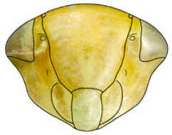 Image of Hypacostemma