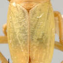 Image of Kaapia darwini Theron 1983