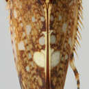 Image of Krameraxus leucornatus Maldonado-Capriles 1968