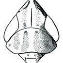 Image of Laevicephalus sylvestris Osborn & Ball 1897