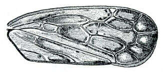 Image of Latalus