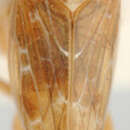 Image of Laylatina inexpectata Abdul-Nour 1988