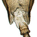 Image of Listrophora styx Linnavuori 1979
