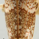 Image of Lycioides condalianus Ball 1931