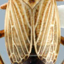 Image of Macustus grisescens Zetterstedt 1828