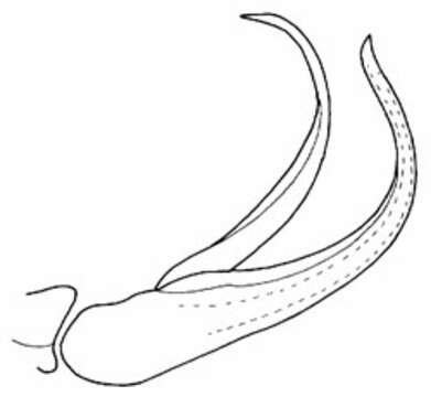 Image of Menosoma