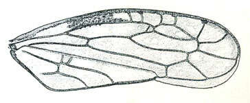Image of Menosoma stonei Ball 1931