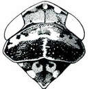 Image of Mesamia nigridorsum Ball 1907