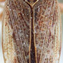 Image of Mimallygus lacteinervis Kirschbaum 1868